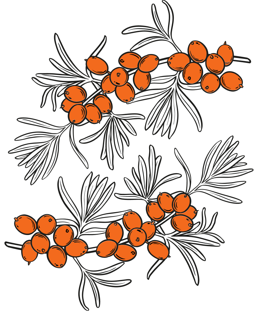 Illustration argousier