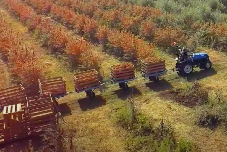 Sea buckthorn cultivation